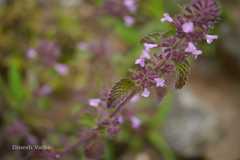 Clinopodium umbrosum
